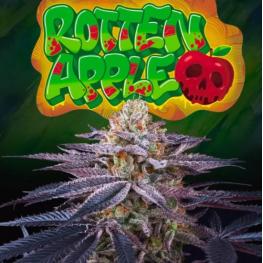 Rotten Apple (x3) +1